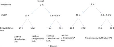 Ultra-Low Oxygen and Preconditioning Storage Regulate Ethylene Synthesis to Prevent Corky Disorders in ‘Fuji’ Apple